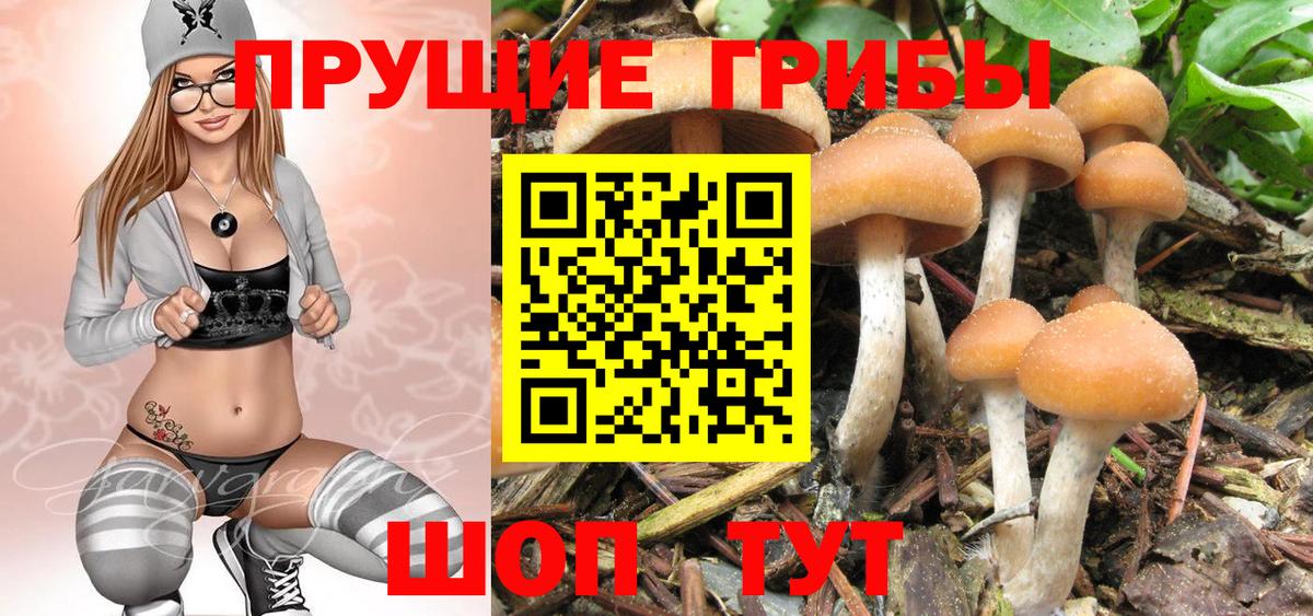 Галлюциногенные грибы Psilocybe Обнинск